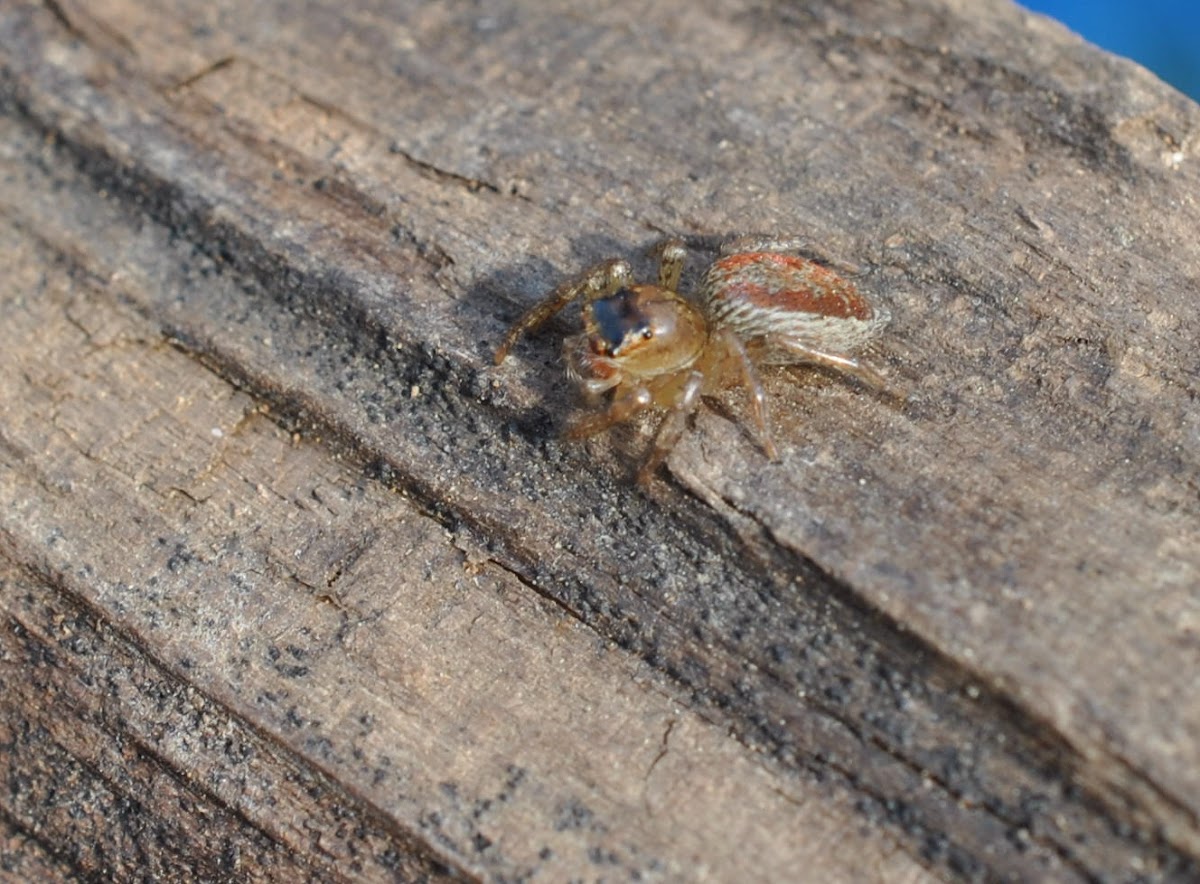 Dimorphic jumping spider
