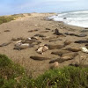 Northern Elephant seals