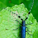 Agapanthia Long-horned Beetle