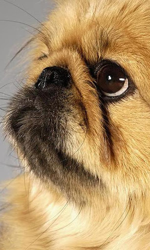 Pekingese Wallpapers