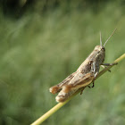 Clouded Grasshopper