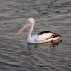 Australian Pelican