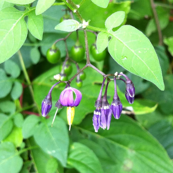 Bittersweet Nightshade Project Noah