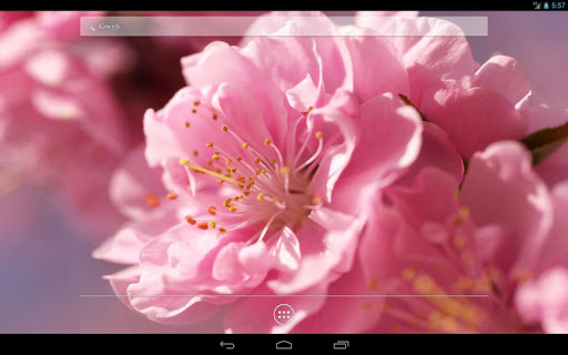 【免費個人化App】Beautiful Flowers HD Wallpaper-APP點子