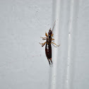 Earwig