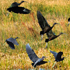 Glossy Ibis (and friends)