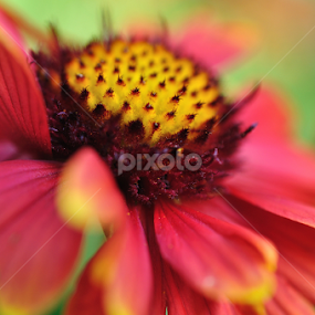 Echinacea by Blaž Janežič - Flowers Single Flower