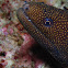 Whitemouth or Stout?Moray eel