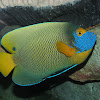 Blueface angelfish