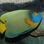 Blueface angelfish