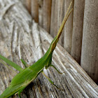 Stick grasshopper