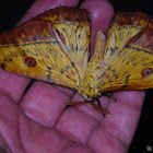 Southern Cat's Eye Emperor Moth
