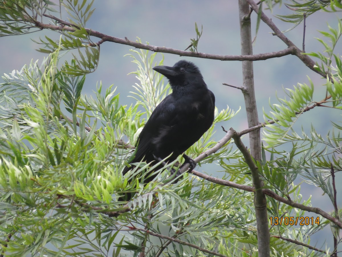 Jungle Crow