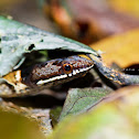 Asian Many-Toothed Snake