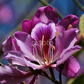 Orchid tree by Dave . - Flowers Tree Blossoms
