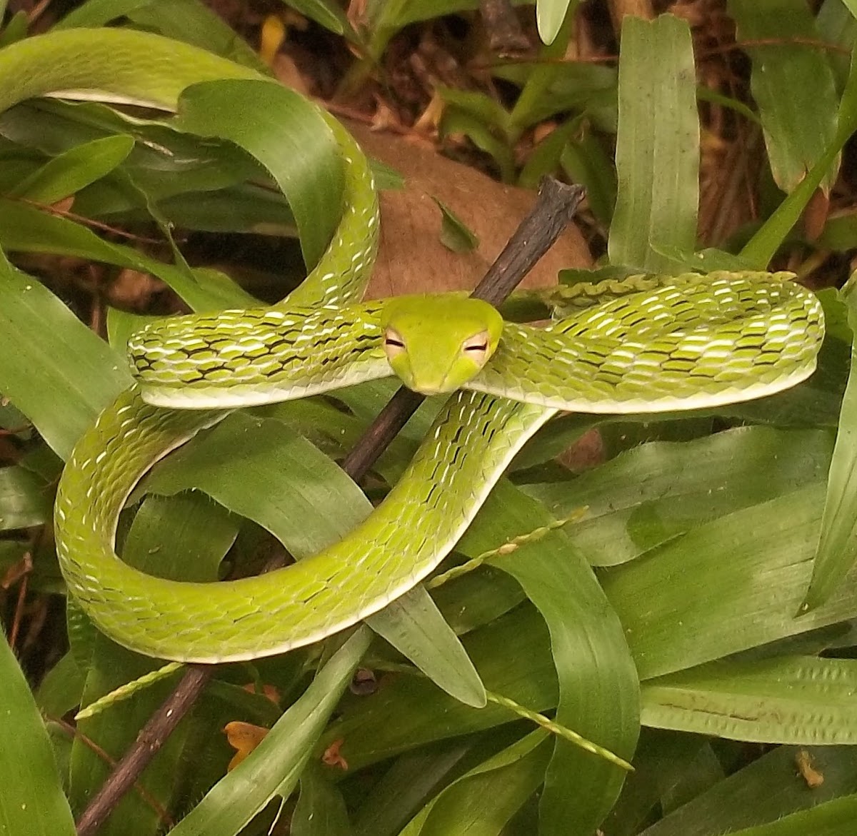 Asian Vine Snake Project Noah