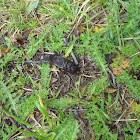 Babosa negra (sp) Black slug (en)