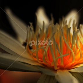 white water lily by Sina Moh - Flowers Single Flower