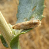 Totricid leaf roller moth