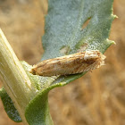 Totricid leaf roller moth