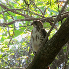 Broad-winged Hawk (juvenile)