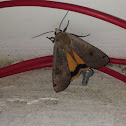 Large Yellow Underwing