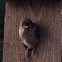 Tufted titmouse