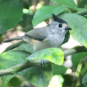 Black Crested Titmouse