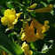 yellow bells