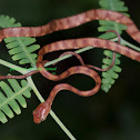 white-spotted cat snake
