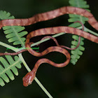 white-spotted cat snake