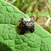 Clavate Tortoise Beetle