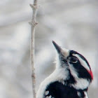 Downy Woodpecker