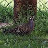 Common Bronzewing (male)