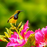Landed on a red flower by Radu Eftimie -  
