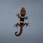 Mocquard's Madagascar Ground Gecko