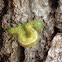 Common Gluphisia Caterpillar