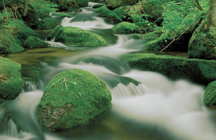 Moss-covered rocks in a stream in Parc national du Mont-Megantic, Quebec, Canada.