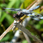 Twelve-spotted Skimmer dragonfly (male)