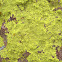 Lemon Color Lichen