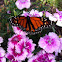 Monarch Butterfly