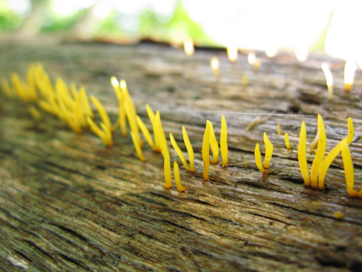 Yellow earth tongue?