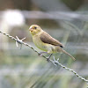 Lined Seedeater, Bigodinho(Brazil)