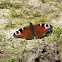 Peacock Butterfly