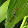 tiger craneflies mating