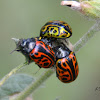 Calligraphy beetles