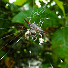 Spiny orb weaver