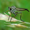 Small Yellow Robber Fly