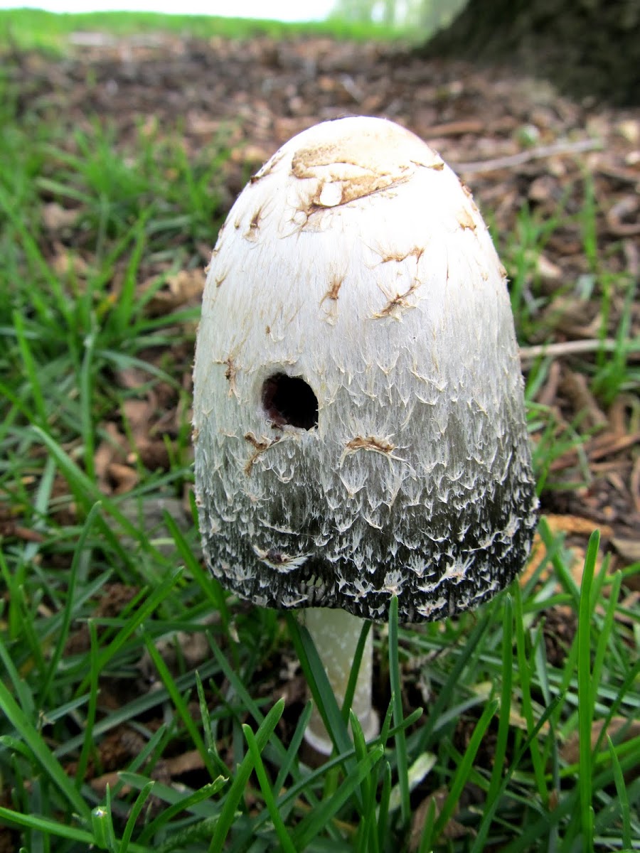 Inky cap mushroom