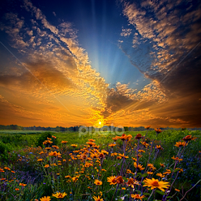 Daisy Dream by Phil Koch - Landscapes Prairies, Meadows & Fields